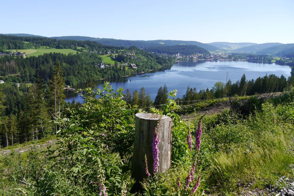 Schwarzwald statt Standardspa: Warum gute Wellnesshotels mehr brauchen als nur schöne Wasserflächen