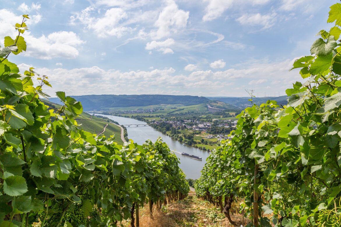 Gut bewertete Hotels in der Pfalz: Zwischen Wald, Wein und Wellness