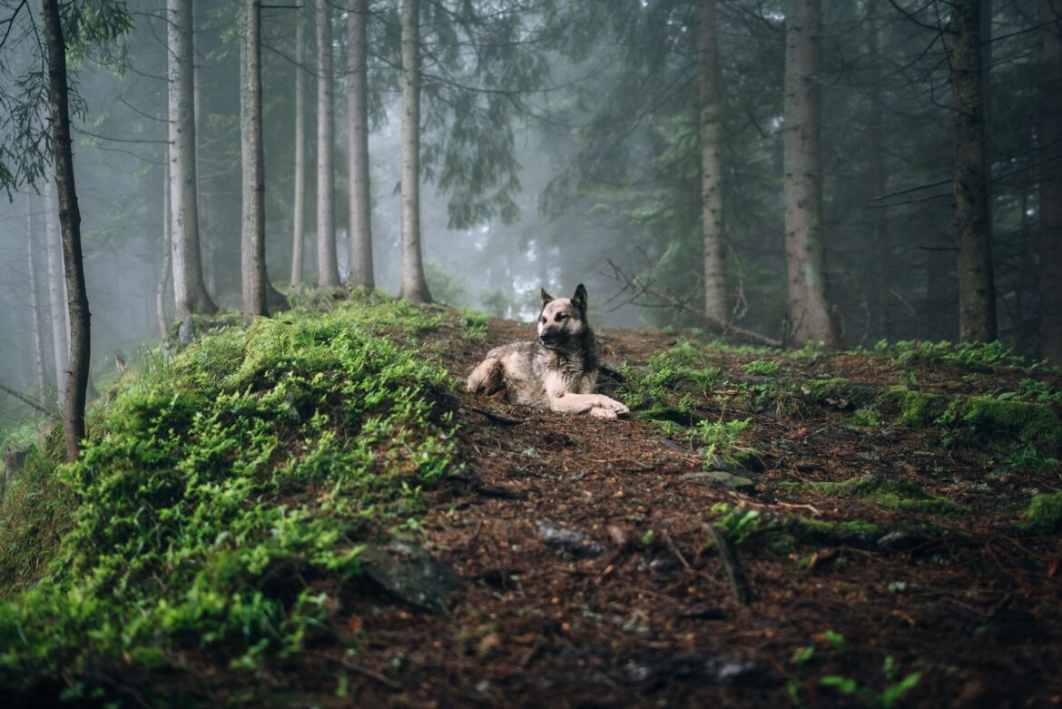 Urlaub mit Hund im Schwarzwald: So gelingt die gemeinsame Auszeit
